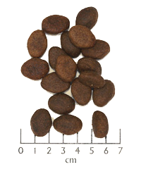 Wolfsblut - Wildpazifik